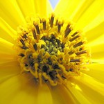 Vzpomínka na sluníčko