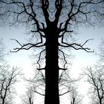 Pravidelnost podzimu