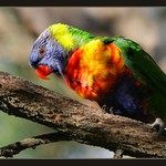Rainbow lorikeet