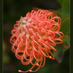 Protea