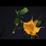 Datura