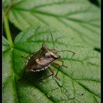 Listovní záležitost