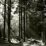 Les je nejmoudřejší básník