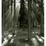 Les je nejmoudřejší básník (2)