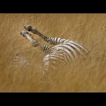 Tomu se říká \"hore kopyty\"