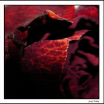 Na sklonku života růže