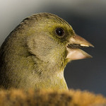 Zvonek