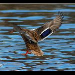 -- Přistání povoleno --