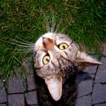 Můj lehce surrealistický kocour