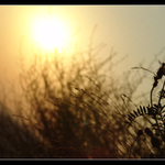 ... spomienka na leto ...