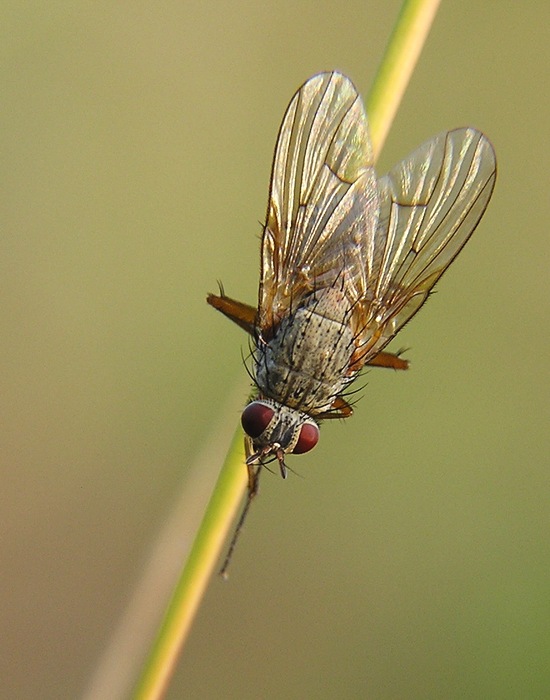 Střemhlav