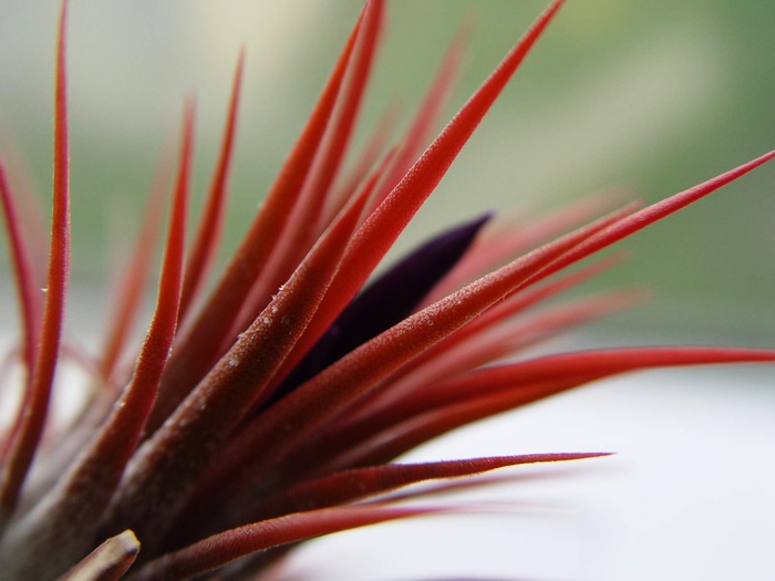 Tillandsia