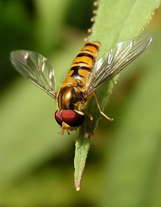 Pestřenka