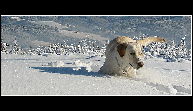 NAŠE LABRADORKA