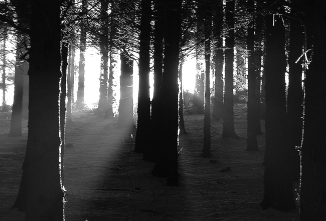 Forest light