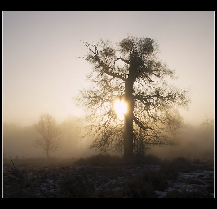 Mlhavé ráno na Pohansku II.
