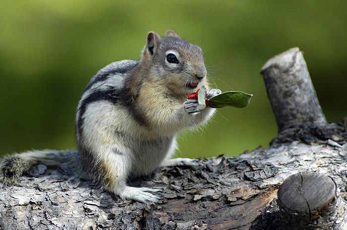 Chipmunk