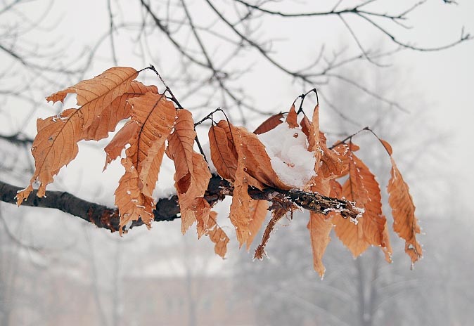 zimní listí