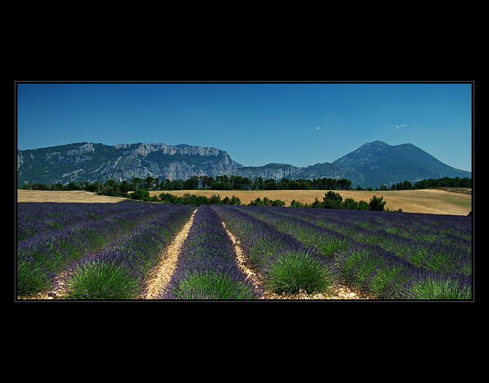 Levandulová Provence III.