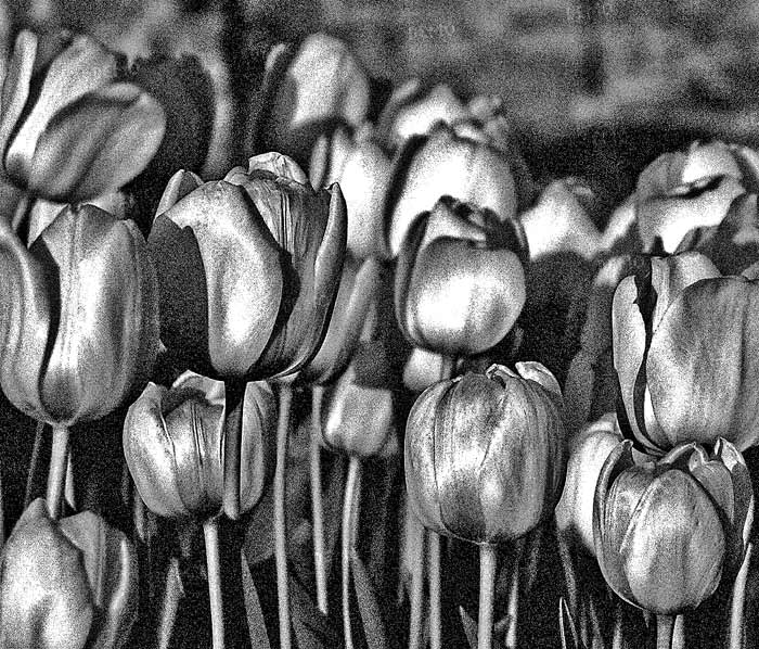 Jeden jako druhý tam na Slunci stáli