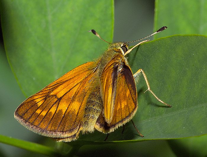 Soumračník