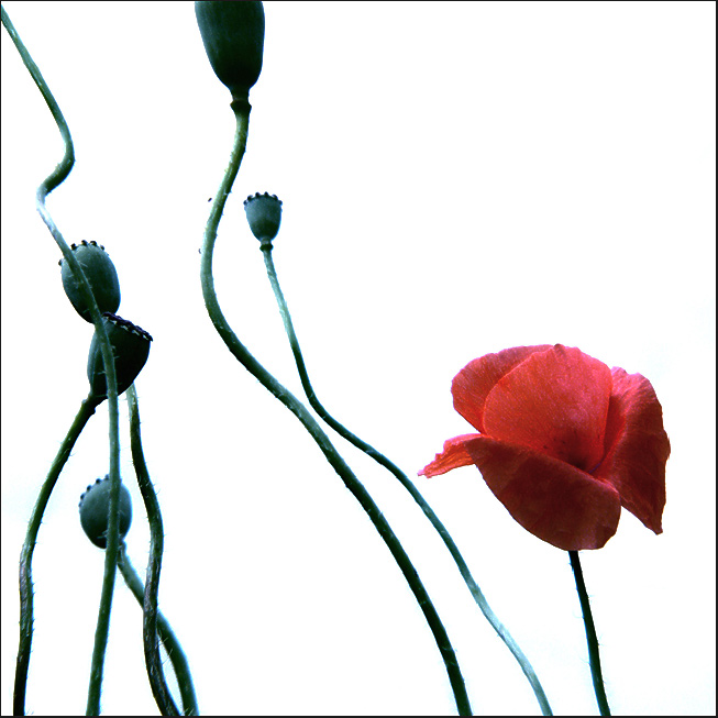 Živé květy (B - sides)