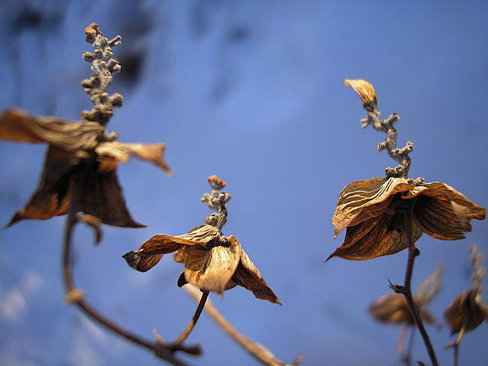 Tanečnice z Lúčnice