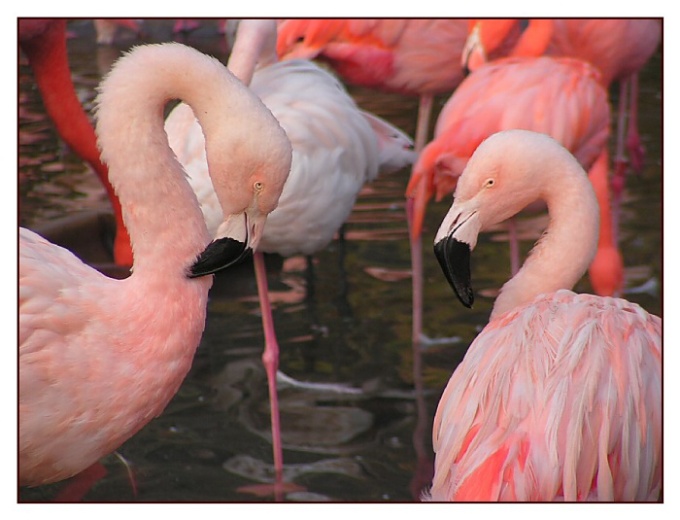 Phoenicopterus ruber