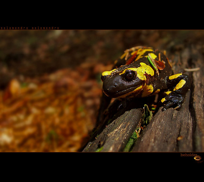 salamander