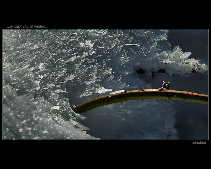 ...in captivity of winter...