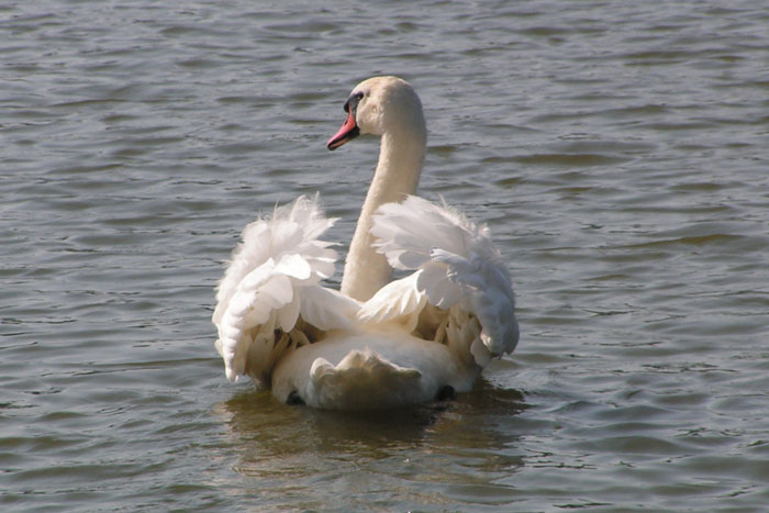labuť