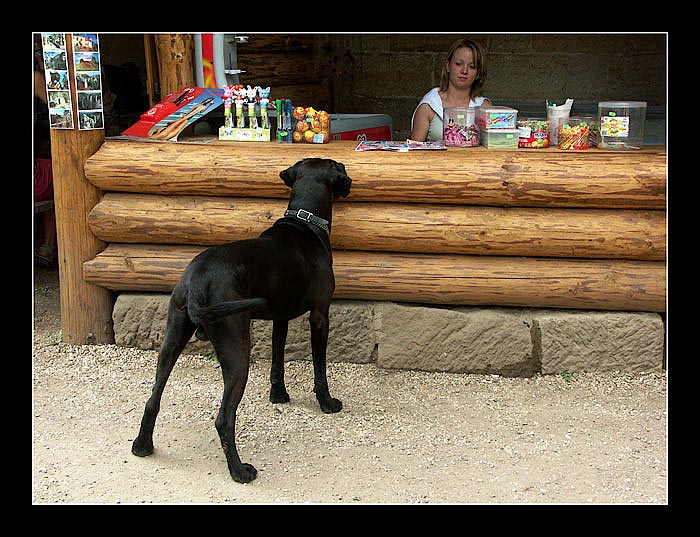 dám si hot dog