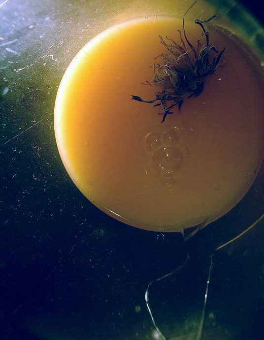 Pokusný fotoantikýč z rozbité zaprášené sklenice pro Ariho, dobytčí mládě i těch zbylých sto S.