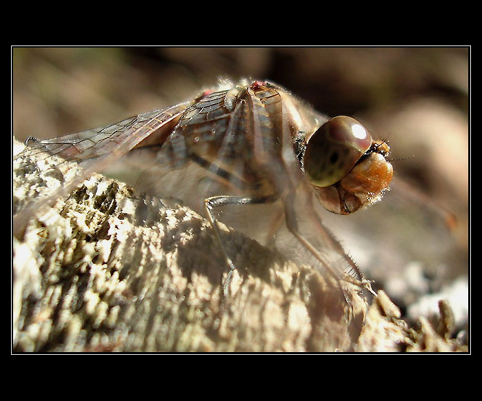 Okřídlený úsměv