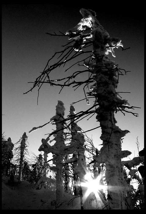 People/TreE\\Sun