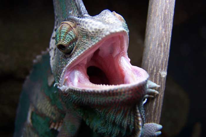 Spike