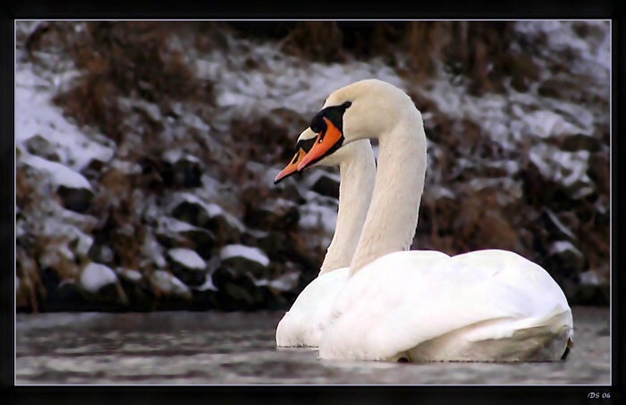 Dokonalá harmónia...