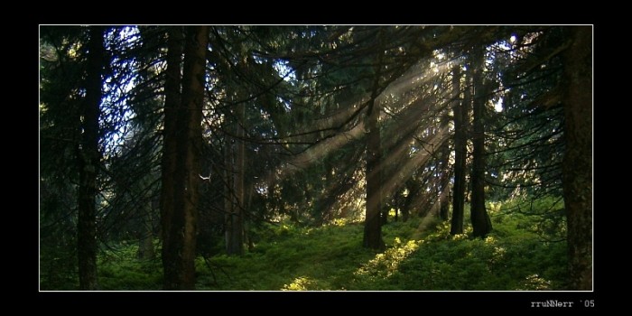 Magic forrest