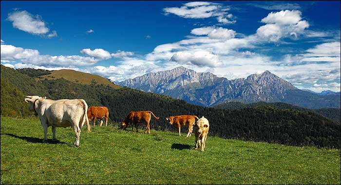 Lago Di Como - Milka