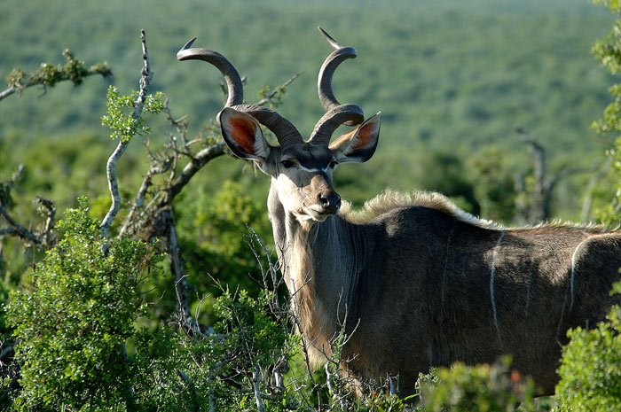 Kudu