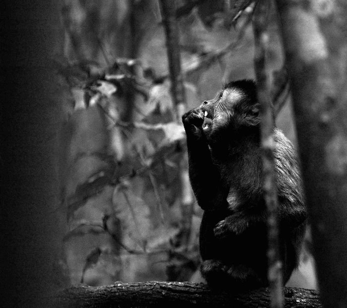 Feeding
