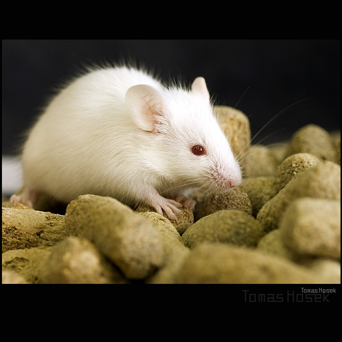 Mouse in House