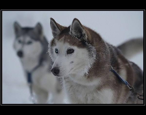 Siberian Husky