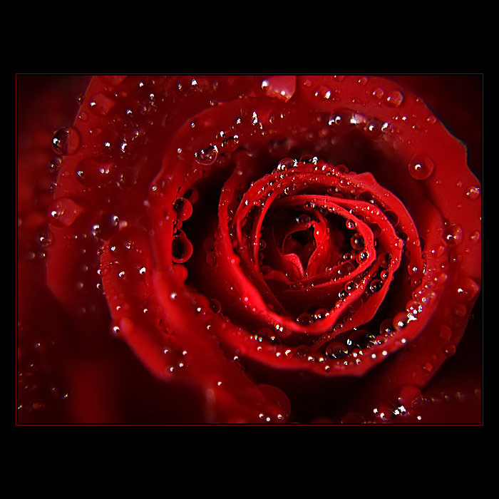 ***RED POWER***