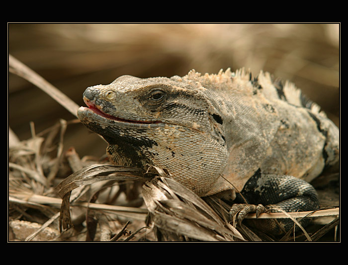 Iguana