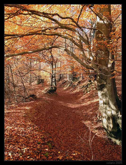 .: Autumn River :.