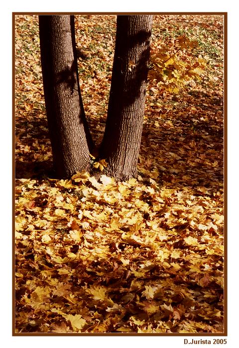 Podzimní stromy II.