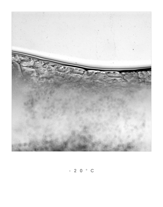 -20°C III