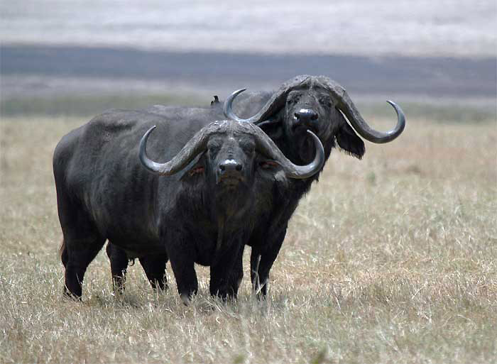 buvoli