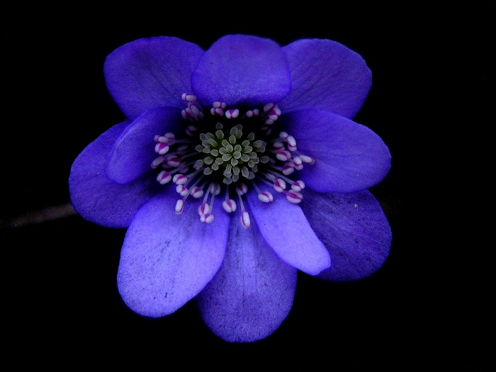Hepatica Nobilis